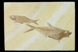 Diplomystus With Knightia Fossil Fish - Green River Formation #137981-1